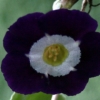 Primula Auricula Everest Blue - Abriachan Nurseries